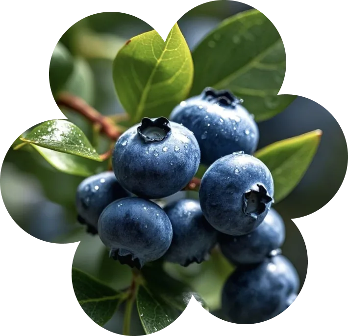 Fresh blueberries on a groovy flower